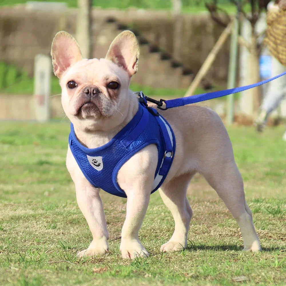 Adjustable Pet Harness and Leash Set for Dogs and Cats - Vest Harness with Lead and Collar Accessories